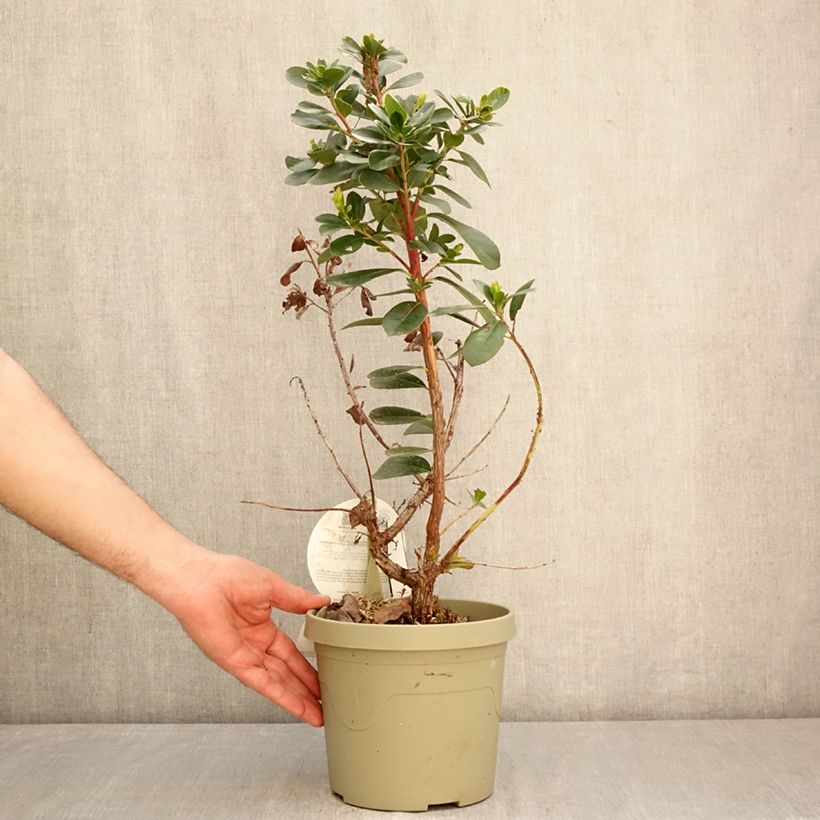 Arbutus unedo Peace and Love - Strawberry tree 3L/4L pot sample as delivered in spring