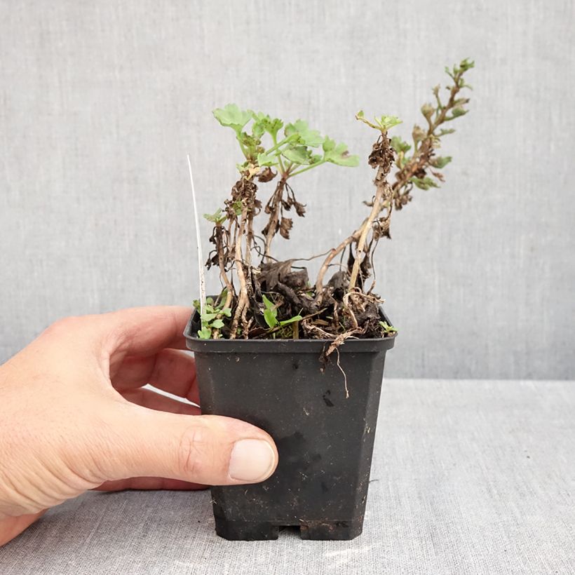 Arctanthemum arcticum - Arctic Daisy 8/9 cm pot sample as delivered in autumn