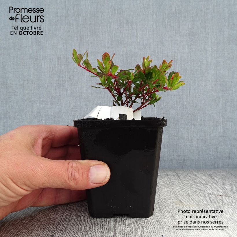 Arctostaphylos uva-ursi - Bearberry 8/9 cm pot sample as delivered in autumn