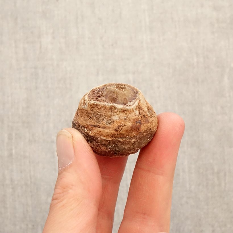 Arisaema concinnum Bulb sample as delivered in spring