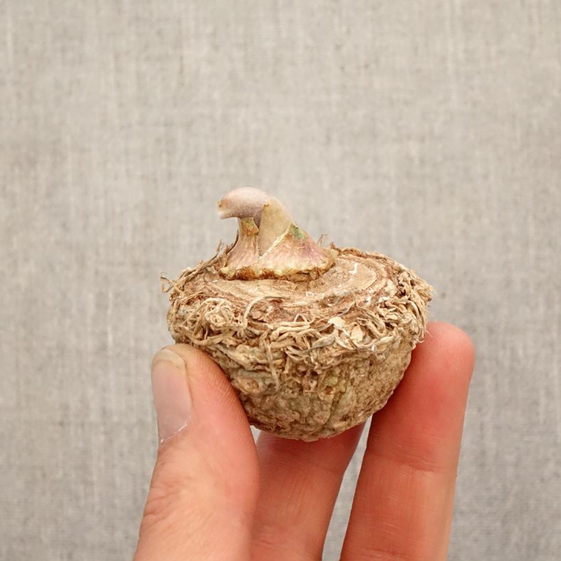 Arisaema sikokianum Bulb sample as delivered in spring