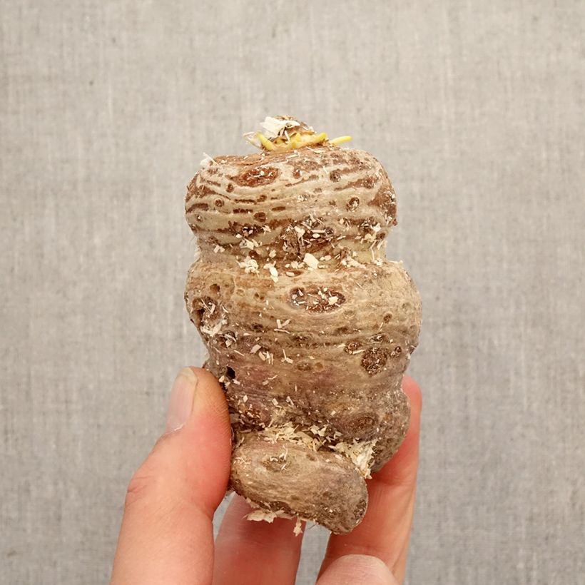 Arisaema speciosum Bulb sample as delivered in spring