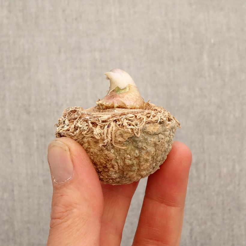 Arisaema tortuosum Bulb sample as delivered in spring