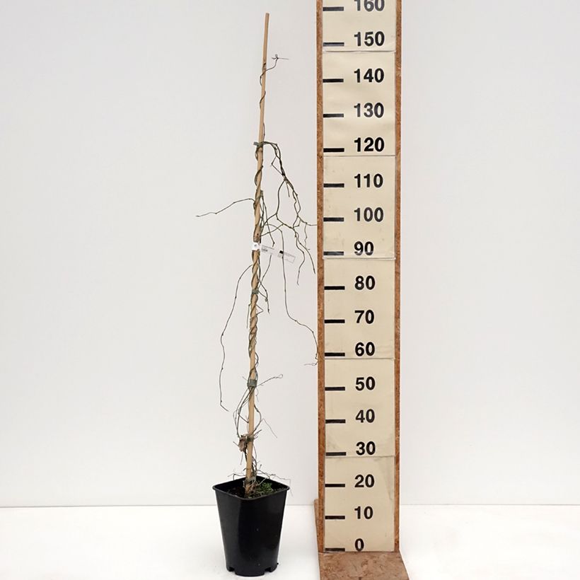 Aristolochia macrophylla  6L/7L pot sample as delivered in winter