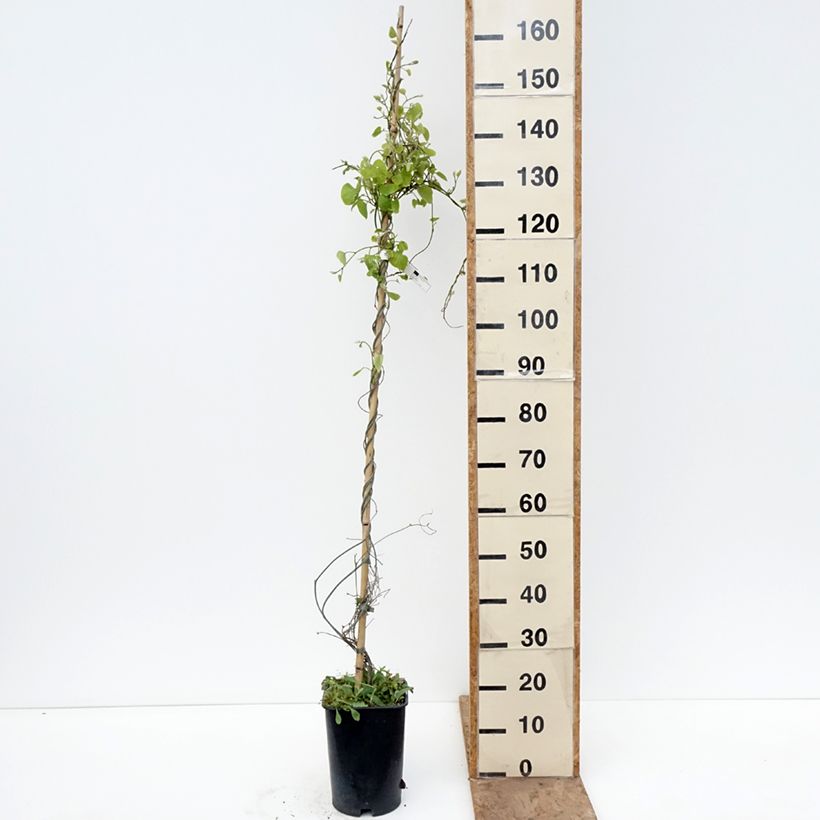 Aristolochia macrophylla  6L/7L pot sample as delivered in spring