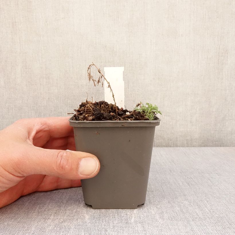 Artemisia pontica 8/9 cm pot sample as delivered in spring