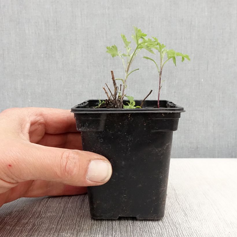 Organic Mugwort - Artemisia vulgaris 7/8 cm pot sample as delivered in spring