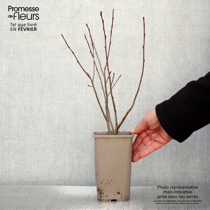 Aronia prunifolia Lowberry Little Helpers 1.5L/2L pot sample as delivered in winter