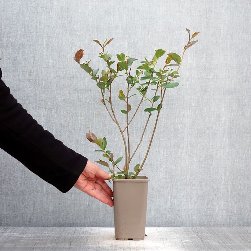 Aronia prunifolia Lowberry Little Helpers 1.5L/2L pot sample as delivered in spring