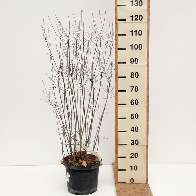 Aronia melanocarpa Professor Ed 7.5L/10L pot sample as delivered in autumn