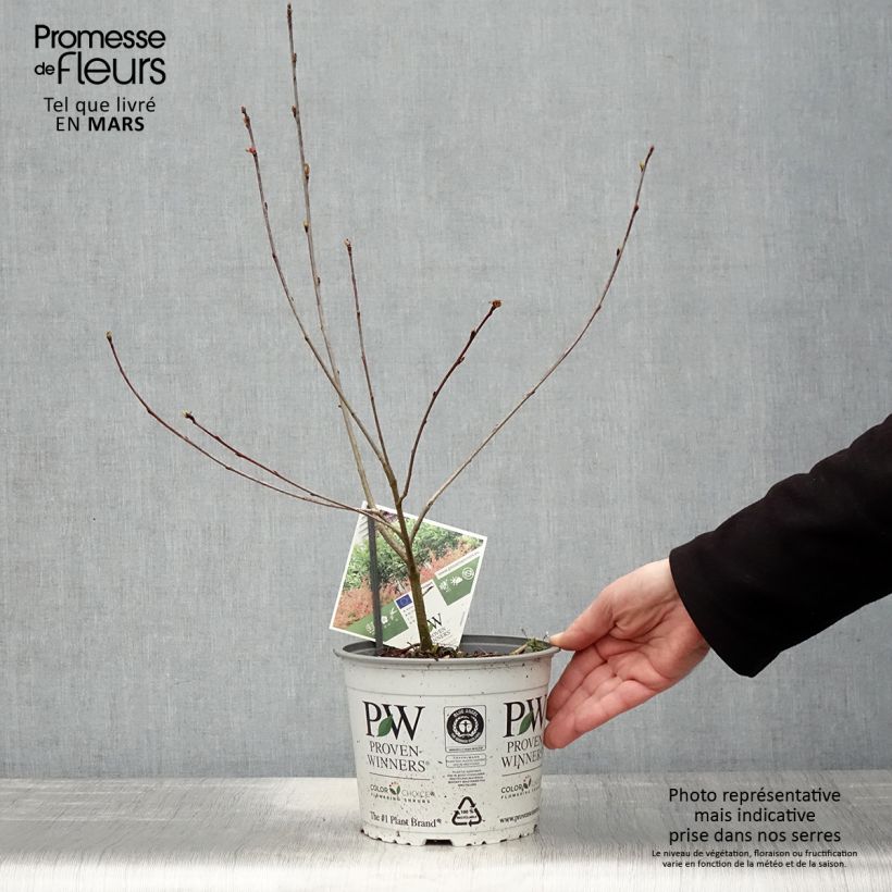 Aronia melanocarpa Revontuli Hedger 3L/4L pot sample as delivered in spring