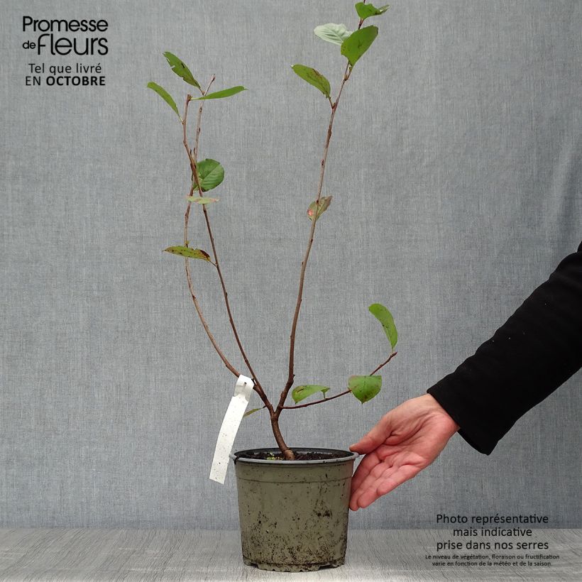 Aronia x prunifolia 'Nero'  1.5L/2L pot sample as delivered in autumn