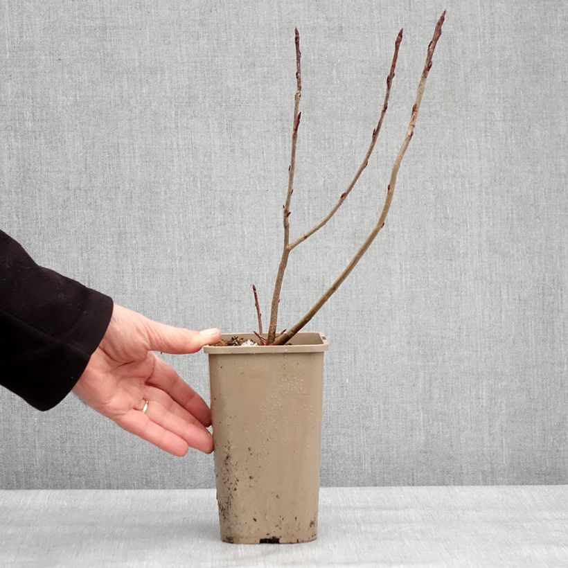 Aronia prunifolia Rubina 1.5L/2L pot, Clump sample as delivered in winter