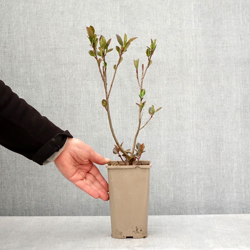 Aronia prunifolia Rubina 1.5L/2L pot, Clump sample as delivered in spring