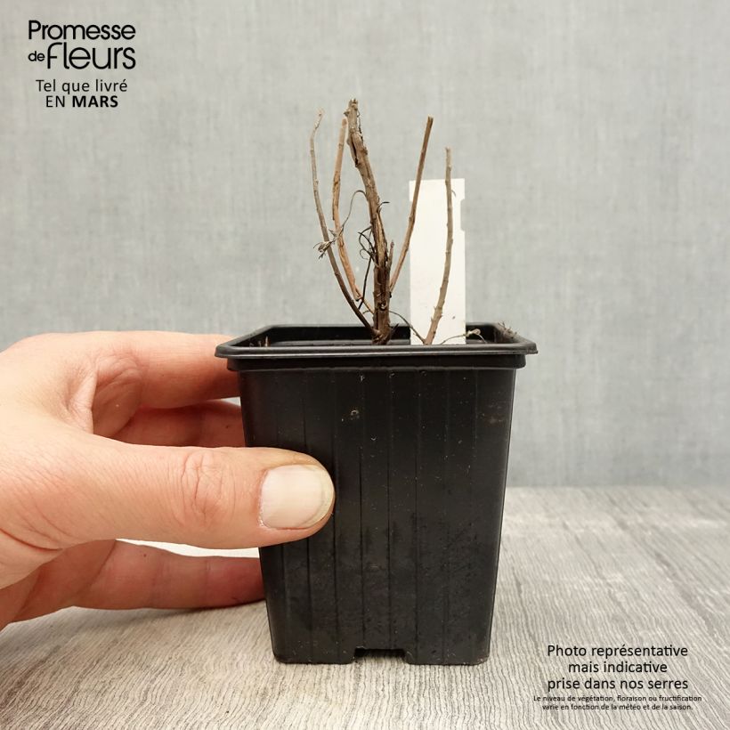 Artemisia Makana Silver 8/9 cm pot sample as delivered in spring