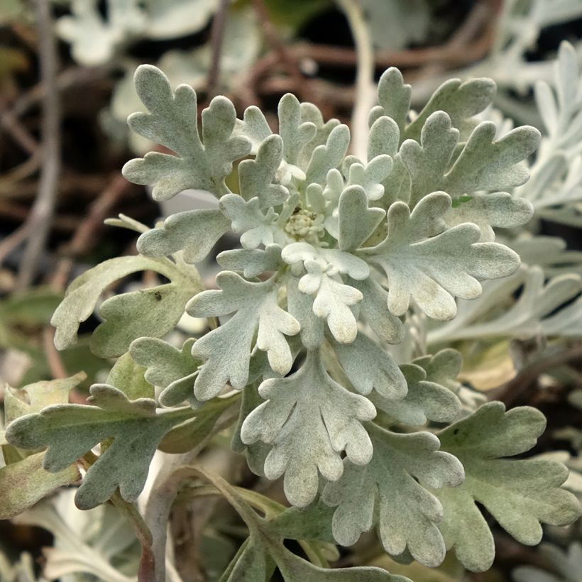 Artemisia stelleriana Mori's Strain - Beach wormwood (Foliage)
