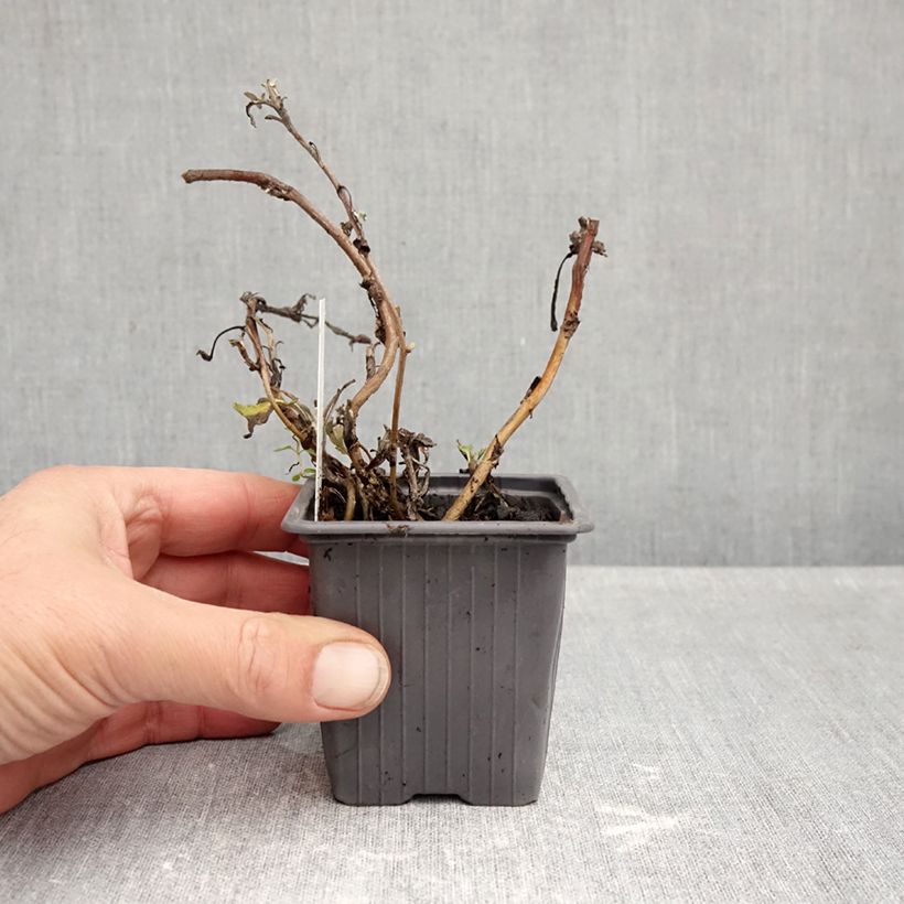 Artemisia stelleriana Mori's Strain - Beach wormwood 8/9 cm pot sample as delivered in autumn