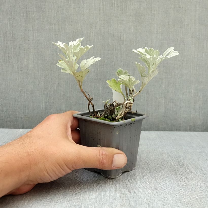 Artemisia stelleriana Mori's Strain - Beach wormwood 8/9 cm pot sample as delivered in summer