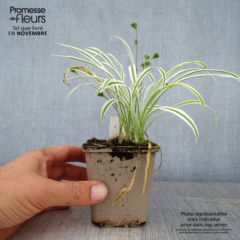 Arthropodium candidum Little Lilia 8/9 cm pot sample as delivered in autumn