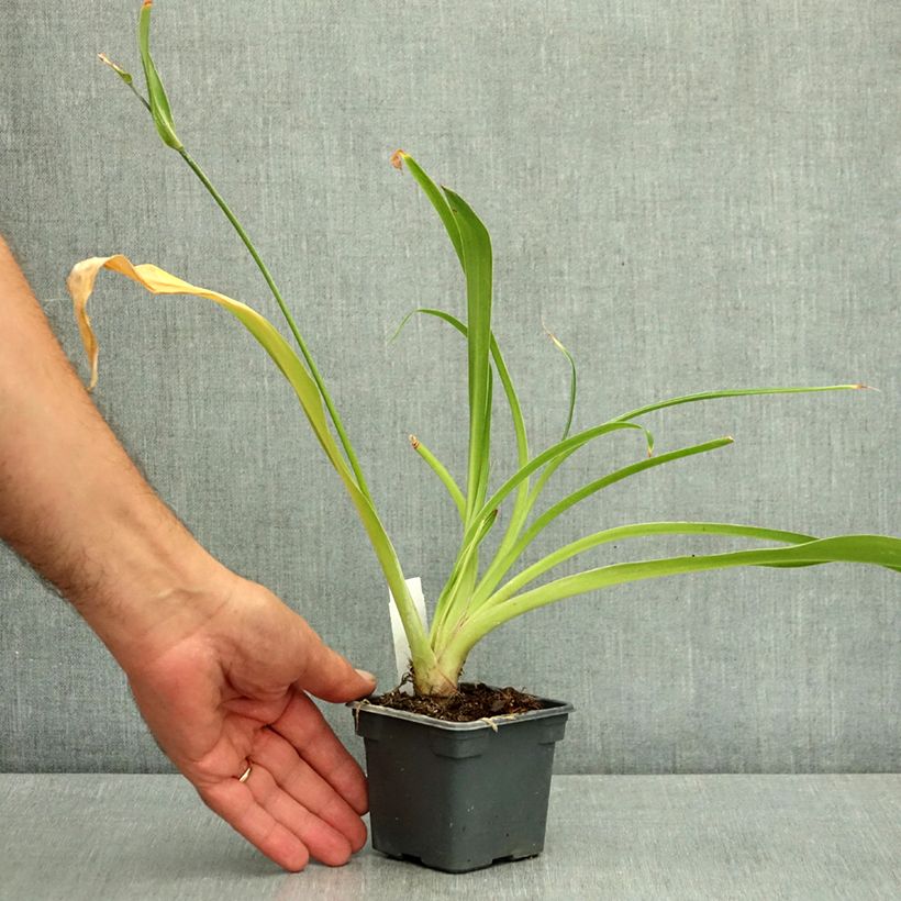 Arthropodium cirratum 8/9 cm pot sample as delivered in summer