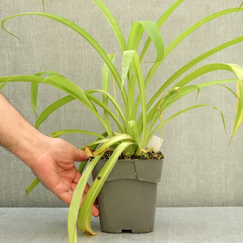 Arthropodium cirratum 2L/3L pot sample as delivered in summer