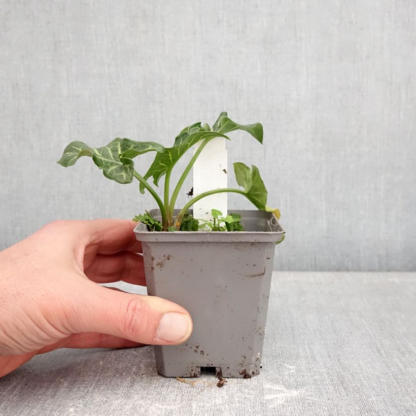 Arum italicum 8/9 cm pot sample as delivered in winter