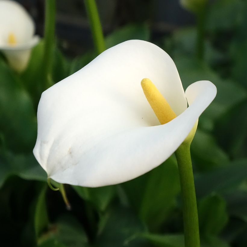 Zantedeschia aethiopica - Calla Lily  (Flowering)