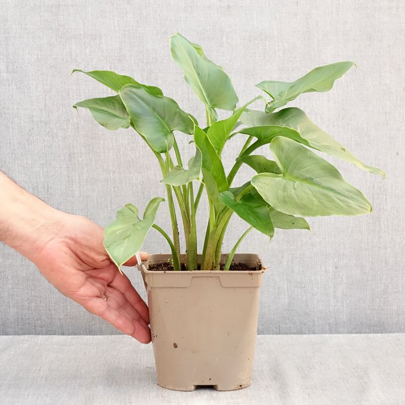 Zantedeschia aethiopica - Calla Lily  2L/3L pot sample as delivered in autumn