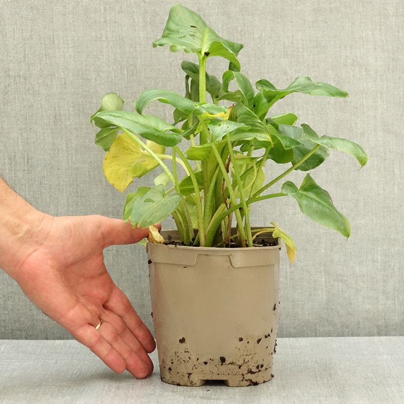 Zantedeschia aethiopica - Calla Lily  2L/3L pot sample as delivered in summer