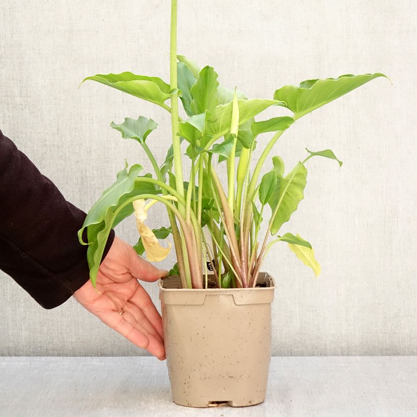 Zantedeschia aethiopica - Calla Lily  2L/3L pot sample as delivered in spring