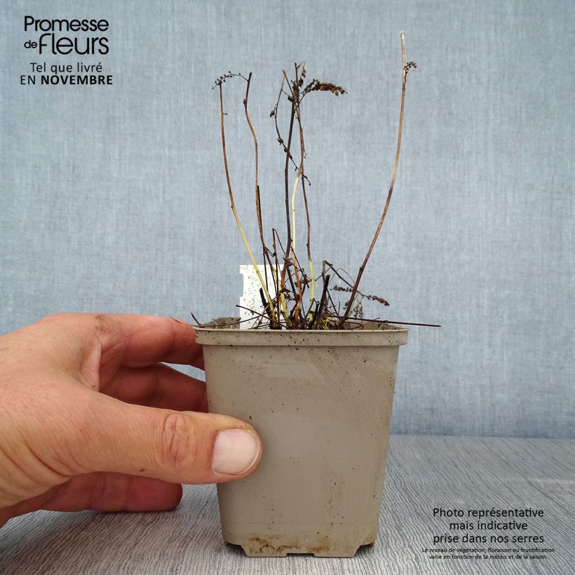 Aruncus aethusifolius - Dwarf Goat's Beard 8/9 cm pot sample as delivered in autumn