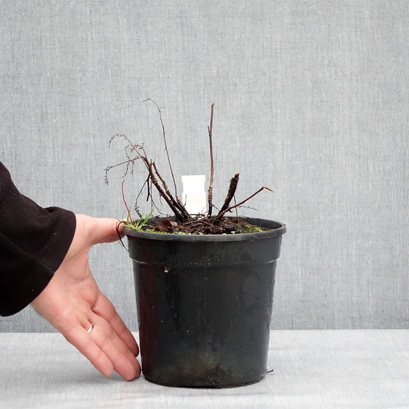 Aruncus Guinea Fowl 2L/3L pot sample as delivered in winter