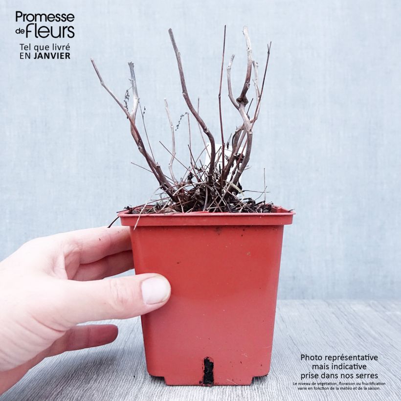 Aruncus Misty Lace 1L/1.5L pot sample as delivered in winter