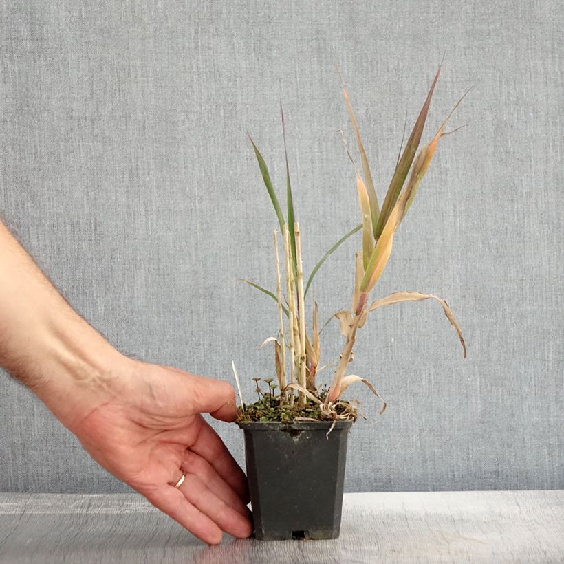 Arundo donax 8/9 cm pot sample as delivered in autumn