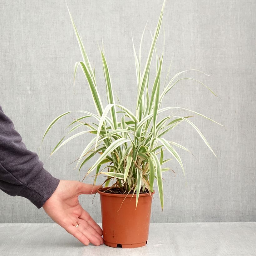 Arundo donax Ely 1L/1.5L pot sample as delivered in autumn