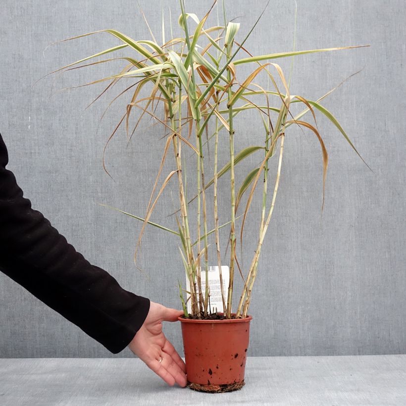 Arundo donax Ely 1L/1.5L pot sample as delivered in winter