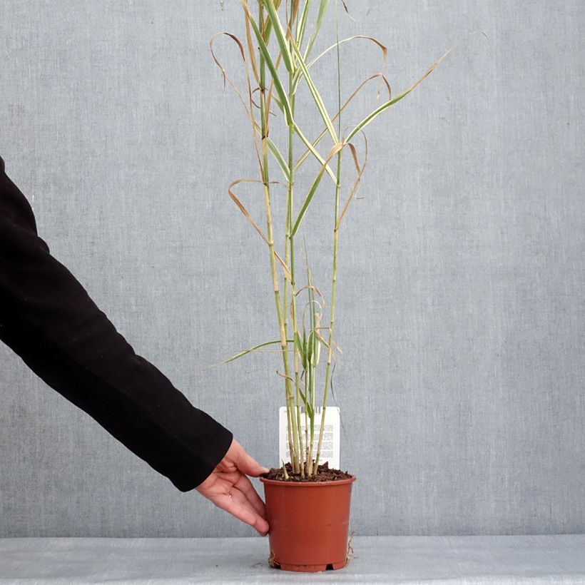 Arundo donax Versicolor 1L/1.5L pot sample as delivered in winter