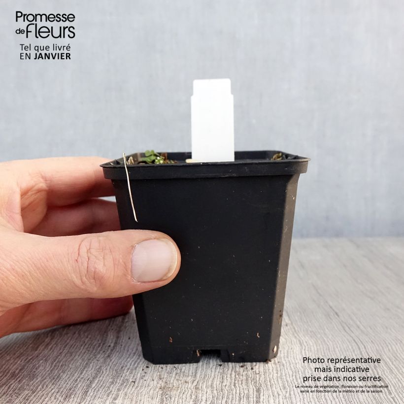 Asarum canadense 8/9 cm pot sample as delivered in winter