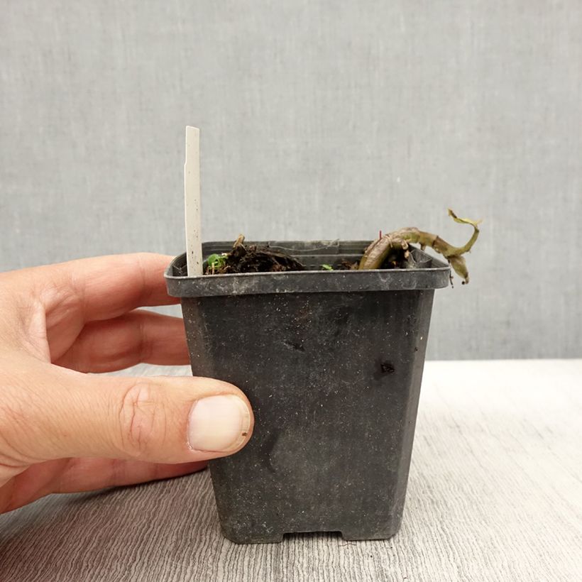 Asarum caudatum 8/9 cm pot sample as delivered in autumn