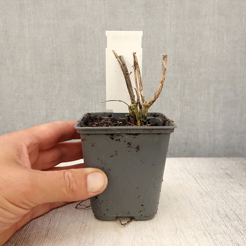 Asclepias curassavica - Milkweed 8/9 cm pot sample as delivered in spring