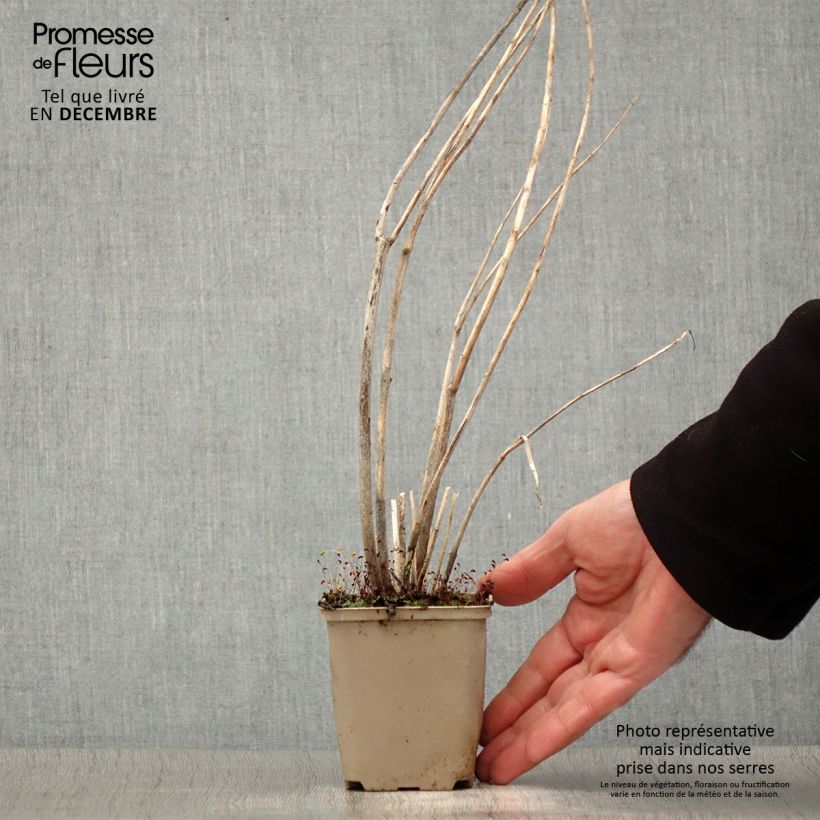 Asclepias speciosa - Milkweed 8/9 cm pot sample as delivered in winter