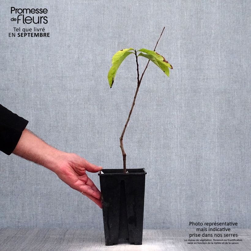 Asimina Prima 1216 - Pawpaw 2L/3L pot sample as delivered in autumn