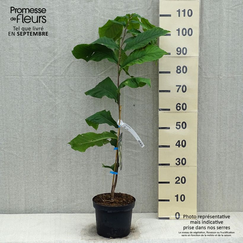 Asimina triloba Overleese - Pawpaw 3L/4L pot sample as delivered in autumn
