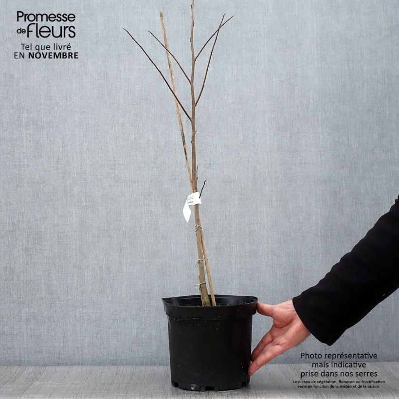 Asimina triloba - Pawpaw 2L/3L pot sample as delivered in autumn