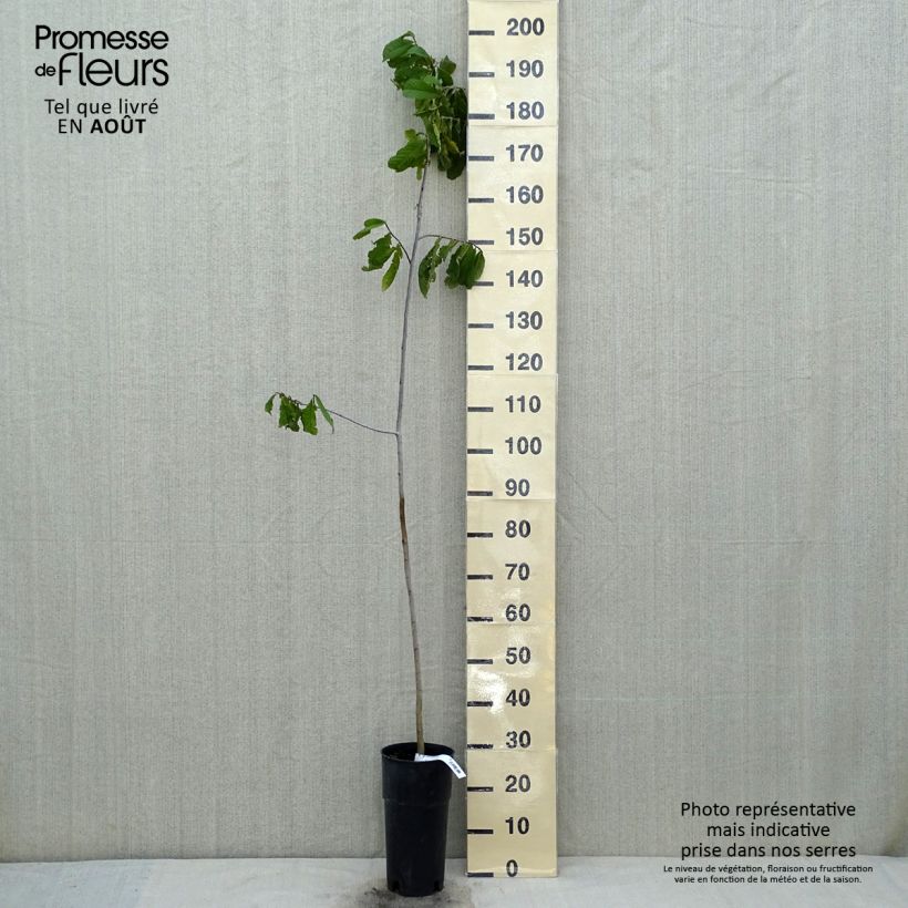 Asimina triloba - Pawpaw 2L/3L pot sample as delivered in summer