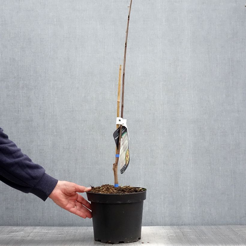 Asimina triloba Allegheny - Pawpaw 3L/4L pot sample as delivered in spring