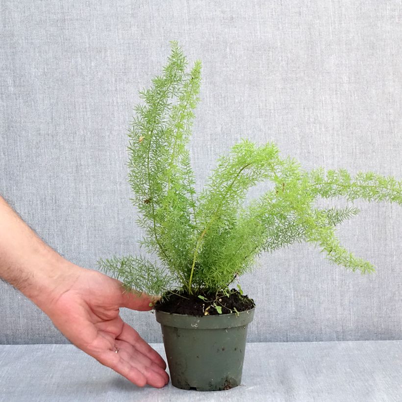 Asparagus densiflorus var. meyeri 8/9 cm pot sample as delivered in summer