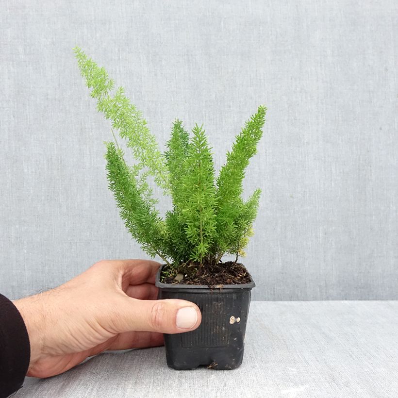 Asparagus densiflorus var. meyeri 8/9 cm pot sample as delivered in autumn