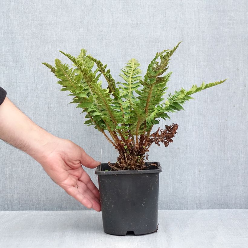 Polystichum setiferum Congestum - Soft Shield Fern 2L/3L pot sample as delivered in autumn