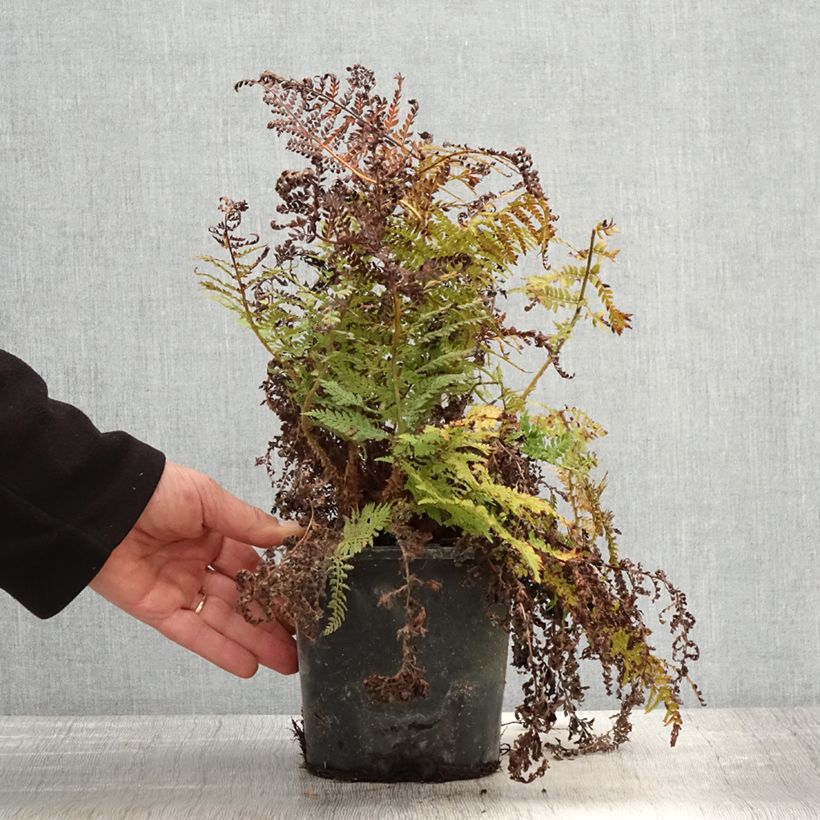 Polystichum setiferum Congestum - Soft Shield Fern 2L/3L pot sample as delivered in spring